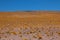 Herd of wild llamas guanaco at Altiplano