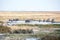 Herd of wild mammal animals Ð°ntelopes, zebras, rhinoceros drinking water at the lake on safari in Etosha National Park, Namibia