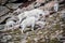 Herd of wild mountain goats in Rocky Mountains of Colorado