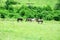 A herd of wild mustang horses in the Alpine fields in Abkhazia