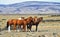 The herd of wild mustangs