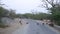 Herd of wild pigs crossing a rural road in Jodhpur.