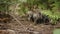 A herd of wild pigs feeds in the forest. Wild life of the forest