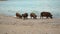 A herd of wild pigs is looking for food on the seashore