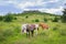 Herd Wild Ponies Grayson Highlands VA