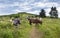 Herd Wild Ponies Grayson Highlands VA Photographer