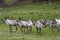 Herd of wild reindeer