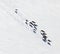 Herd of wild reindeer, top view