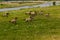 A herd of wild running koninck horses near the river Meuse in Limburg, the Netherland