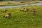 A herd of wild running koninck horses near the river Meuse in Limburg, the Netherland