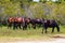 Herd of Wild Spanish Mustangs on the Outer Banks