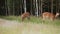 Herd of wild spotted deer grazing