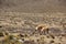 A herd of wild Vicuna is grazing