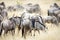 Herd of wild wildebeest migrating in East Africa