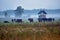 Herd of wild wisent grazing in the meadow in the reserve of the Belovezhskaya Pushcha