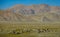 A herd of wild yaks grazes in the spectacular plains of Tibet on a sunny day.