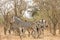 Herd of wild zebras in the bush, Kruger, South Africa