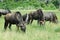 Herd of Wildebeest