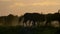 A herd of wildebeest against brighter morning sun