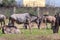 The herd of wildebeest, also called gnus Connochaetes looking for food on the ground