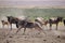 Herd of Wildebeest in Amboseli National Park