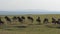A herd of wildebeest antelopes runs savannas in an African preserve.
