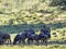 Herd Wildebeest, Connochaetes t.taurinus,, Kalahari South Africa