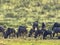 Herd Wildebeest, Connochaetes t.taurinus,, Kalahari South Africa