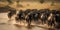A herd of wildebeest crossing a river during migration season, concept of Animal Migration Patterns, created with