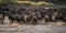 A herd of wildebeest crossing a river during migration season, concept of Animal Migration Patterns, created with