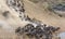 herd of wildebeest gathering at the water\\\'s edge kicking up a cloud of dust during the great annual