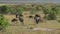 A herd of wildebeest is grazed in the bushes of the African reserve.