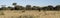 Herd of wildebeest grazing away in dry yellow grass of African acacia bushveld landscape at Okonjima Nature Reserve, Namibia