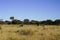 Herd of wildebeest grazing in dry yellow grass of African acacia bushveld landscape at Okonjima Nature Reserve, Namibia