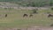 Herd Of Wildebeest Grazing In A Green Field African Savanna After A Rain