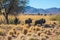 Herd of wildebeest grazing in the savannah