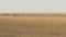 A Herd Of Wildebeest Grazing In The Savannah Of Masai Mara Before Migration