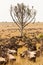 Herd of wildebeest grazing together in African savanna