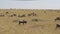 A herd of wildebeest grazing yellow grass in the savannah of Masai Mara