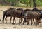Herd of Wildebeest on the Hwange Plains
