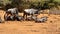 Herd of wildebeest lying down