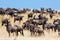 A herd of wildebeest migrate on the savannah