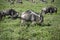 Herd of wildebeest migrating across Serengeti National Park, Africa