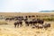 Herd of Wildebeest Migrating in Kenya