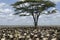 Herd of wildebeest migrating in Serengeti