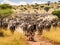 Herd of wildebeest migrating in Serengeti