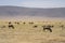 A Herd of Wildebeest in Tanzania