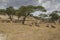 Herd of wildebeest at Tarangire National Park.