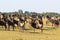 Herd of wildebeest waiting for the crossing. Accumulation of ungulates on the shore. Mara river. Kenya, Africa