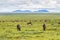 Herd of Wildebeest Zebra Gazelle antelope migration at Serengeti National Park in Tanzania, Africa
